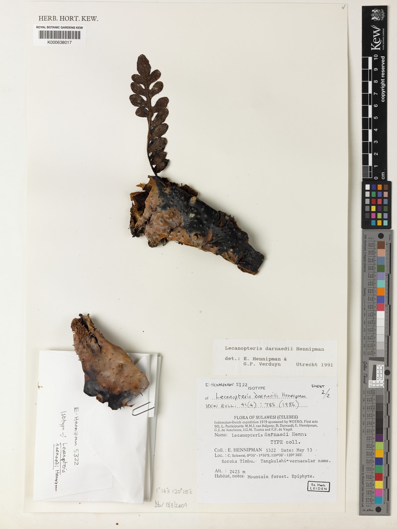 Lecanopteris darnaedii photo 3