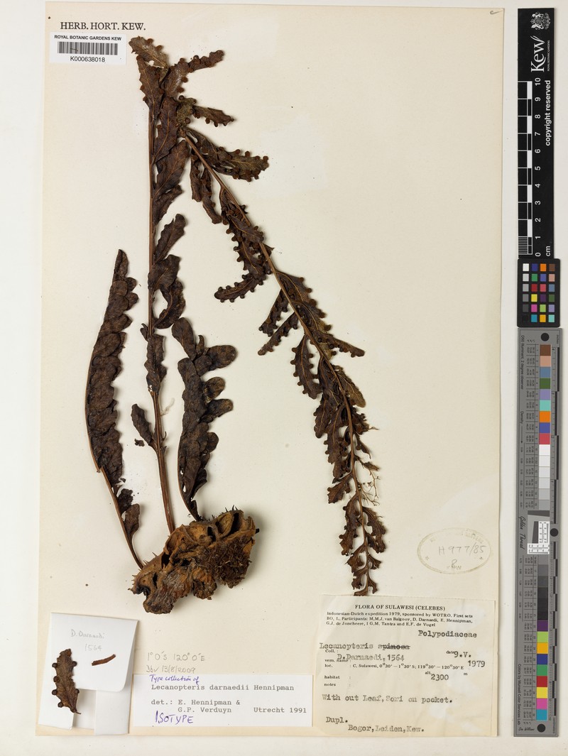 Lecanopteris darnaedii photo 4