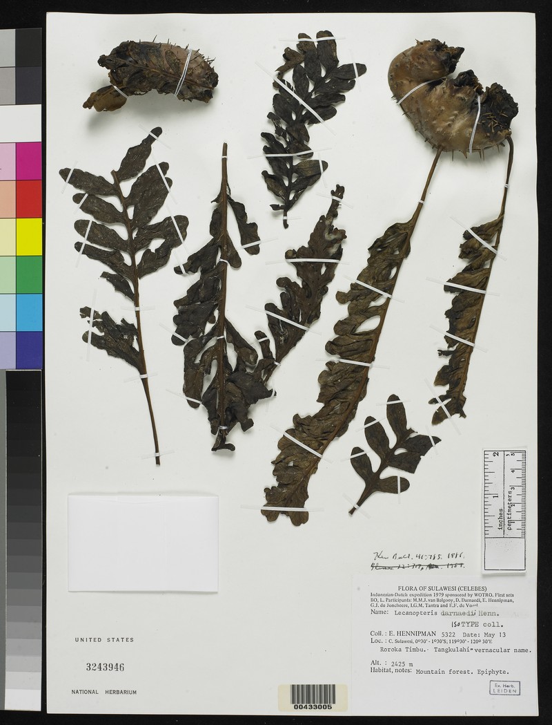 Lecanopteris darnaedii