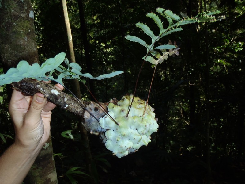 Lecanopteris deparioides