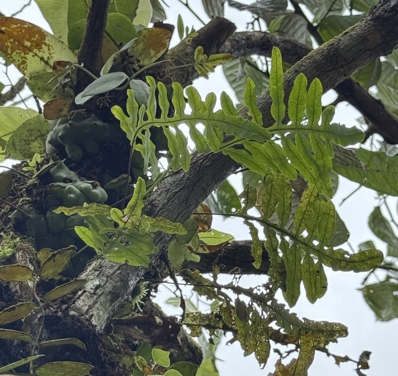 Lecanopteris deparioides photo 2