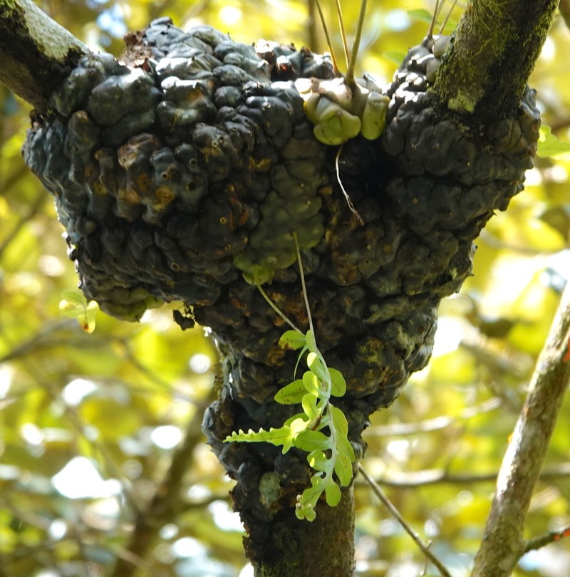 Lecanopteris deparioides photo 3
