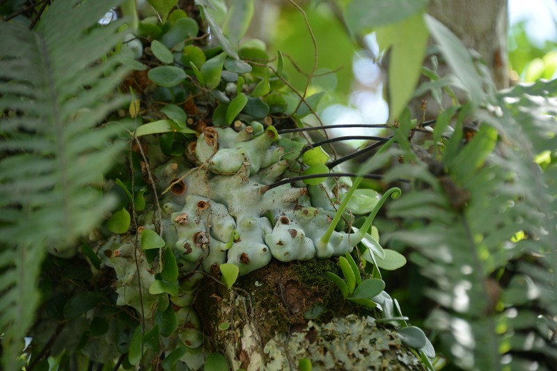 Lecanopteris deparioides photo 4