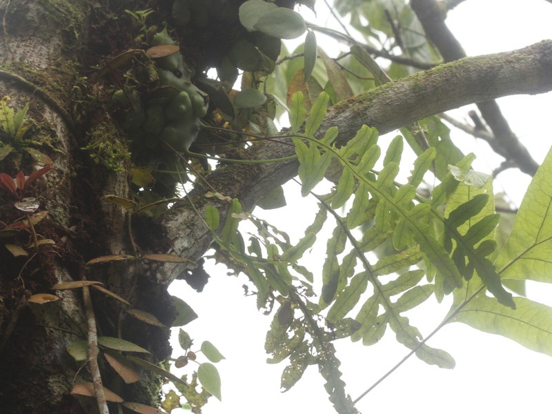Lecanopteris deparioides photo 5