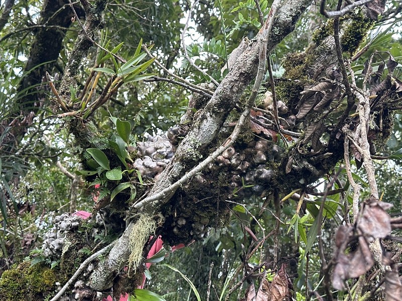 Lecanopteris deparioides photo 6
