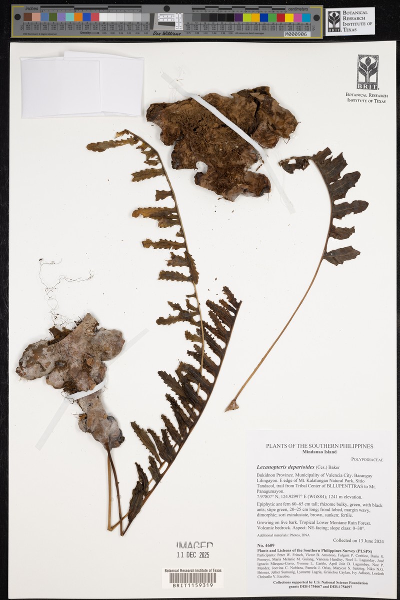 Lecanopteris deparioides photo 8