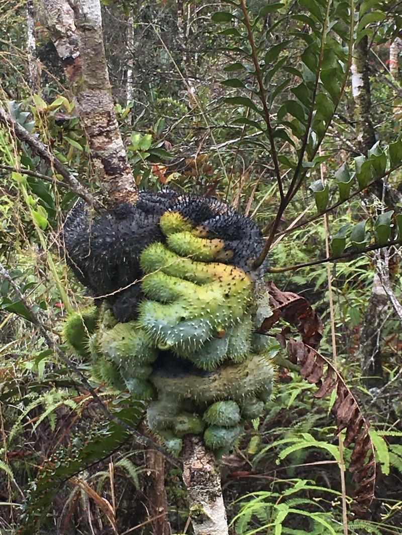 Lecanopteris holttumii