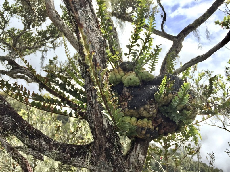 Lecanopteris holttumii photo 2