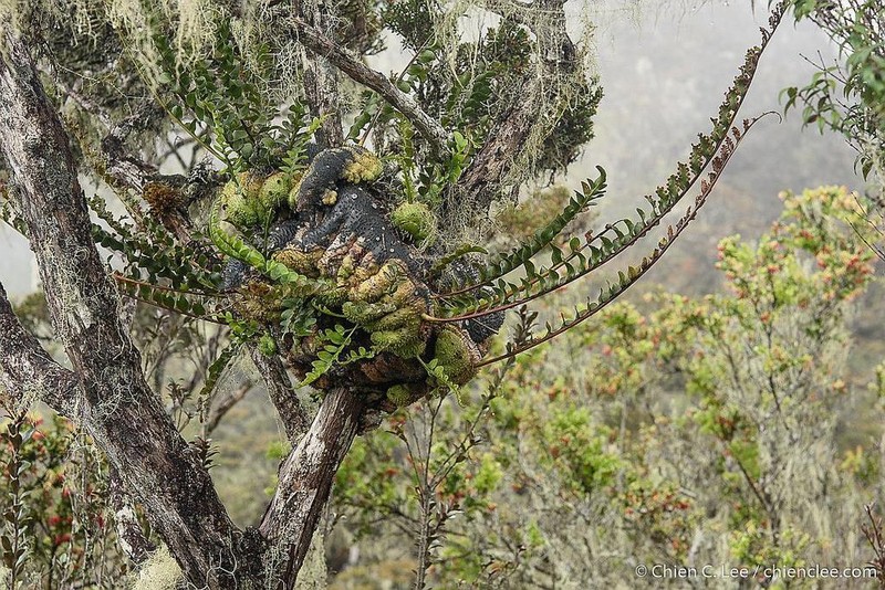 Lecanopteris holttumii photo 3