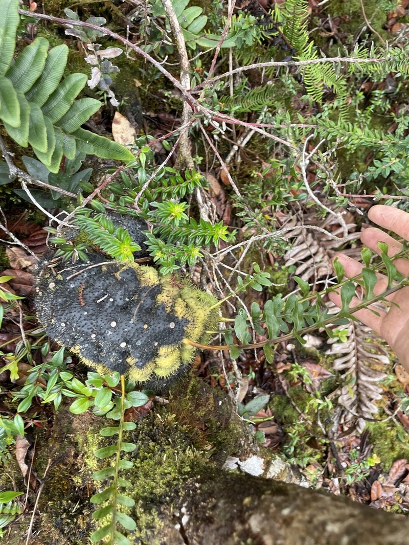 Lecanopteris holttumii photo 4