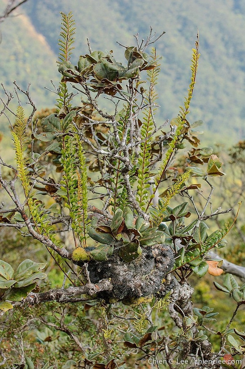 Lecanopteris holttumii photo 5