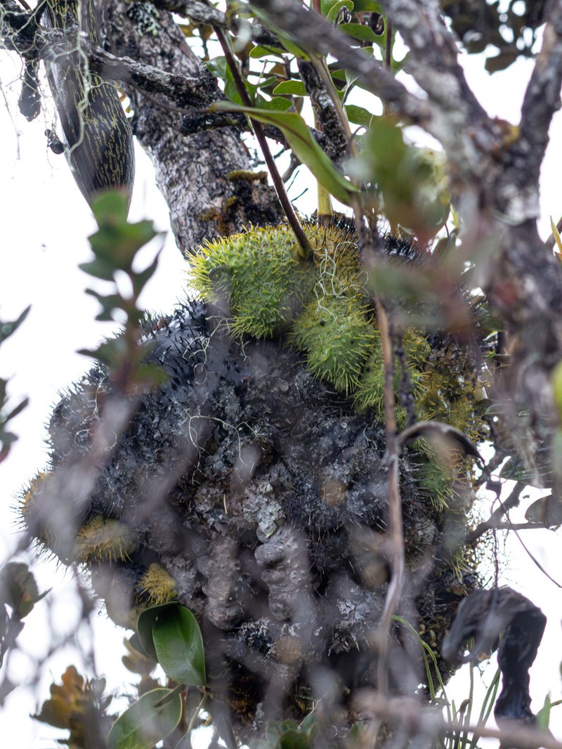 Lecanopteris holttumii photo 6