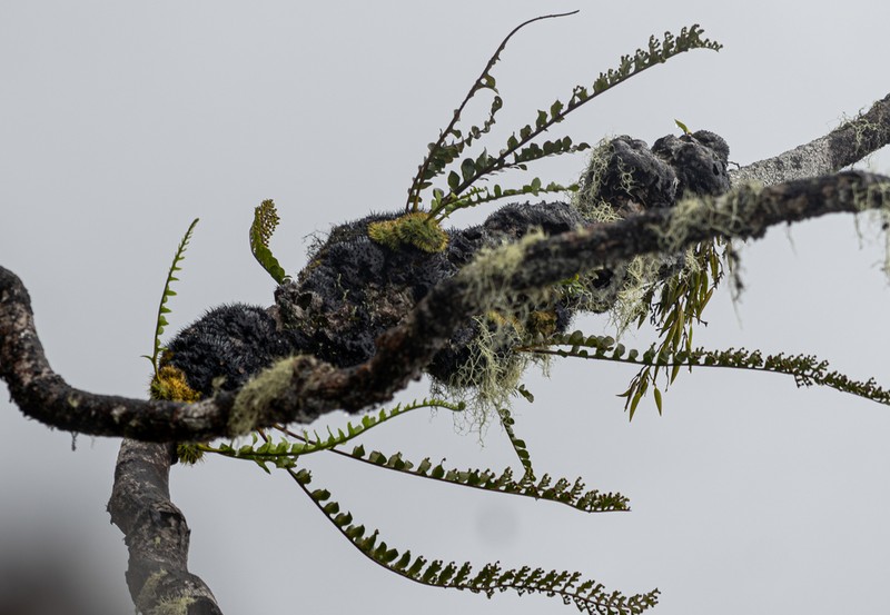 Lecanopteris holttumii photo 7