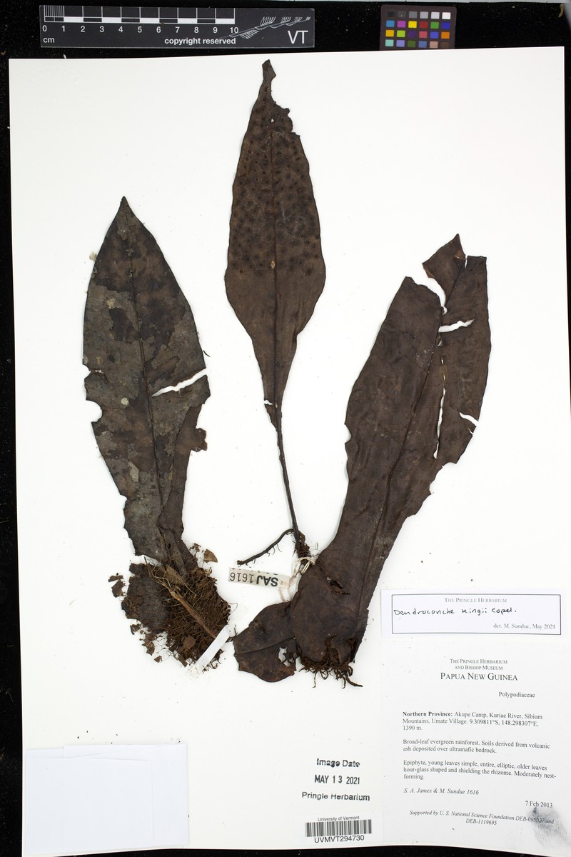 Lecanopteris kingii
