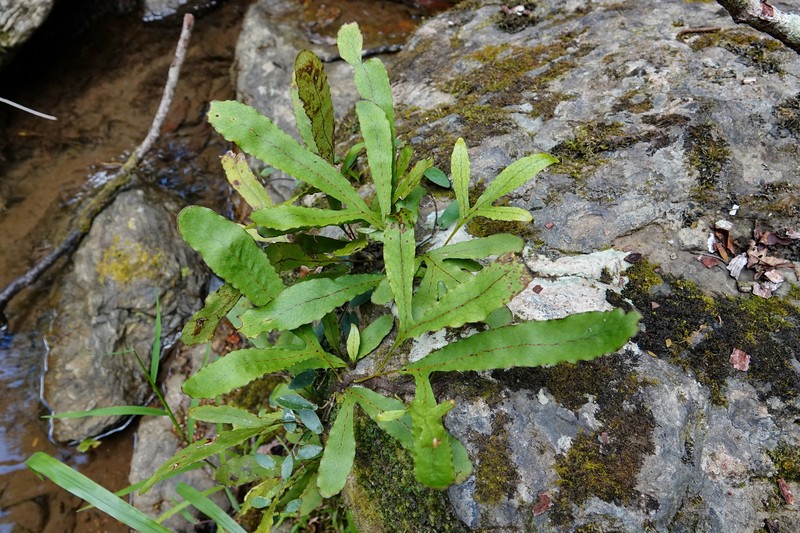 Lecanopteris latilobata photo 2
