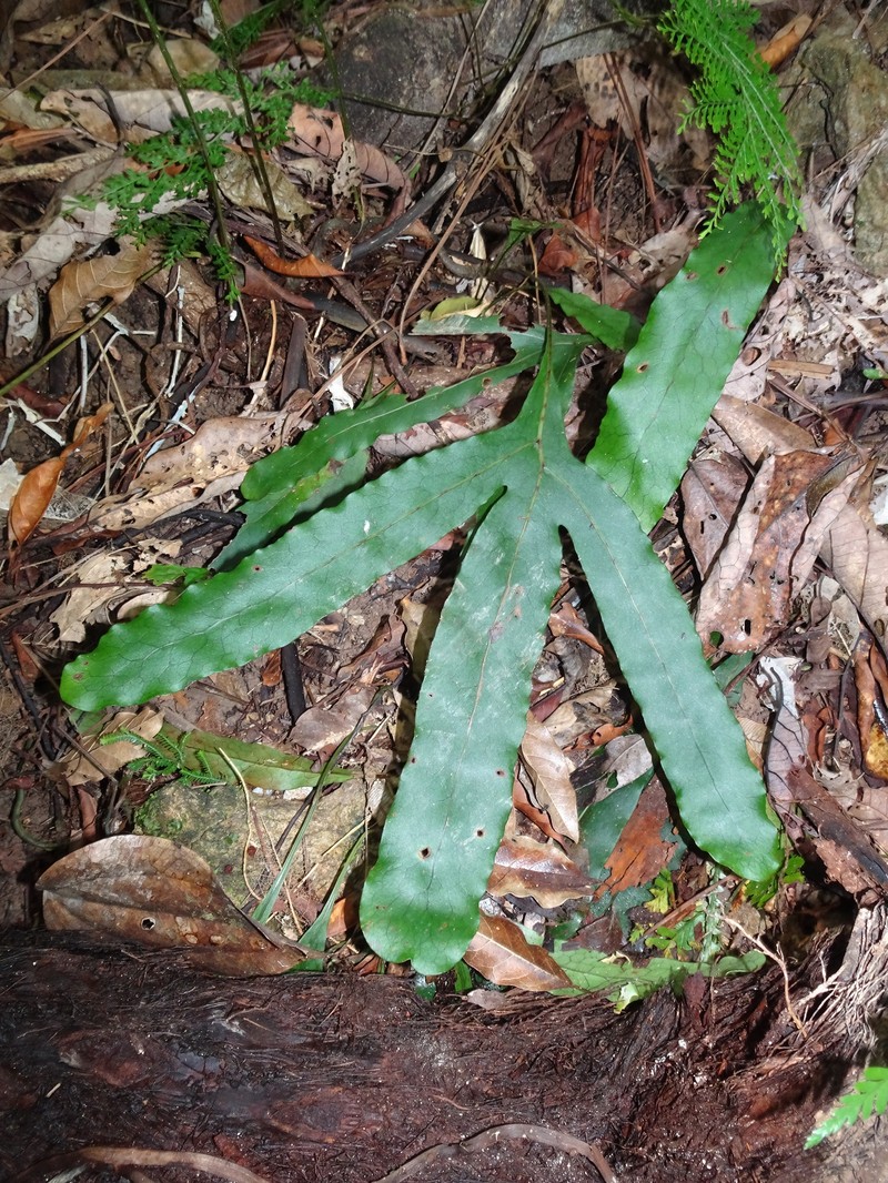 Lecanopteris latilobata photo 3