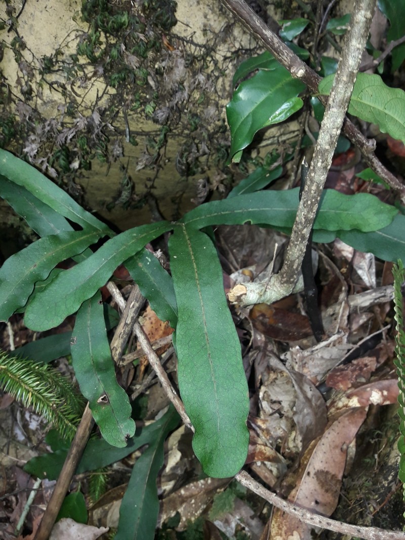 Lecanopteris latilobata photo 5