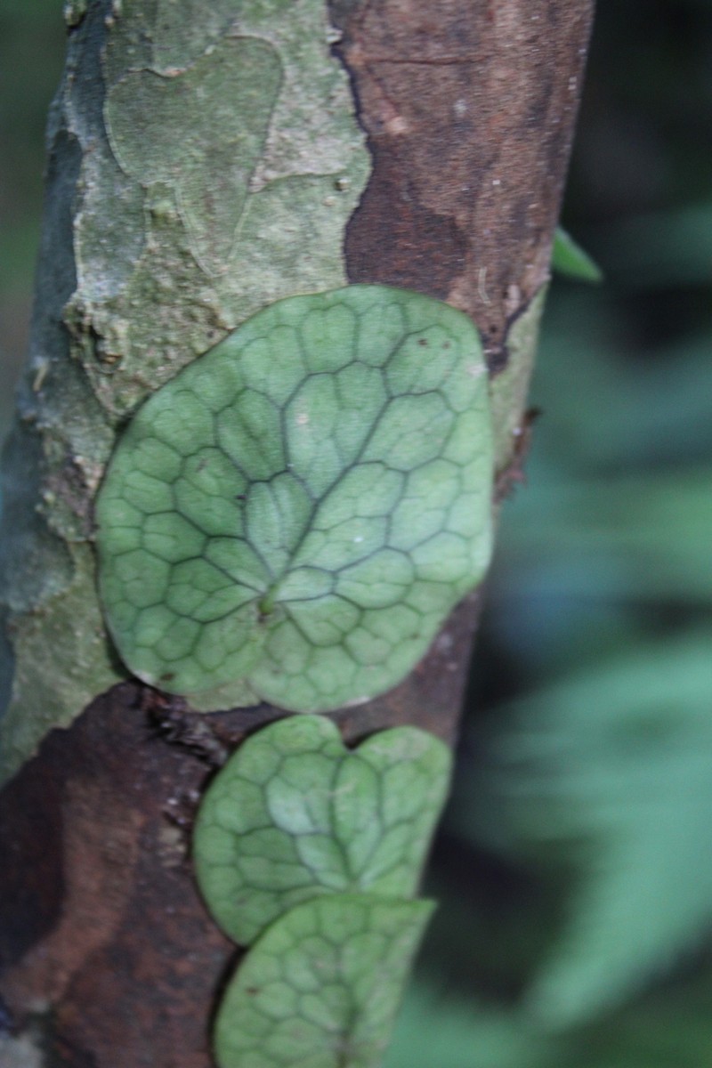 Lecanopteris linguiformis