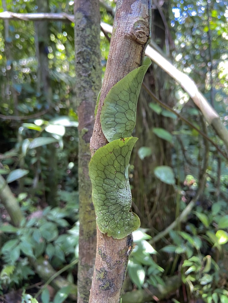 Lecanopteris linguiformis photo 2
