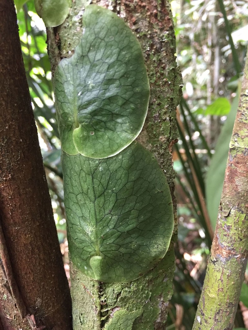 Lecanopteris linguiformis photo 3
