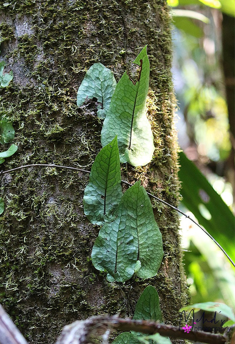 Lecanopteris linguiformis photo 4