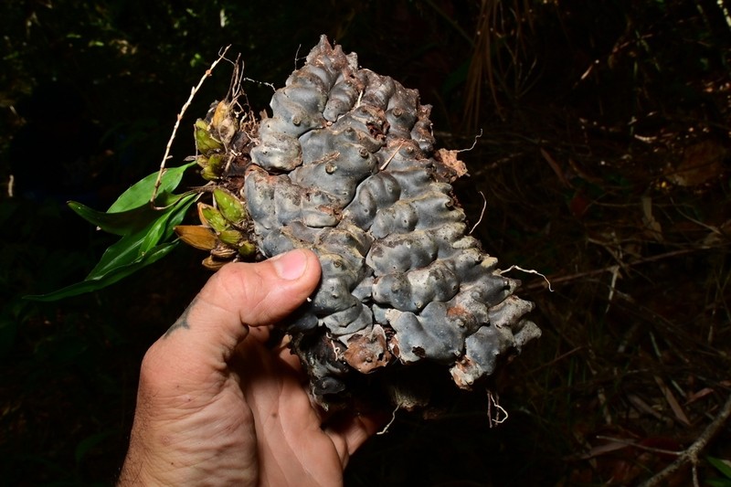 Lecanopteris luzonensis