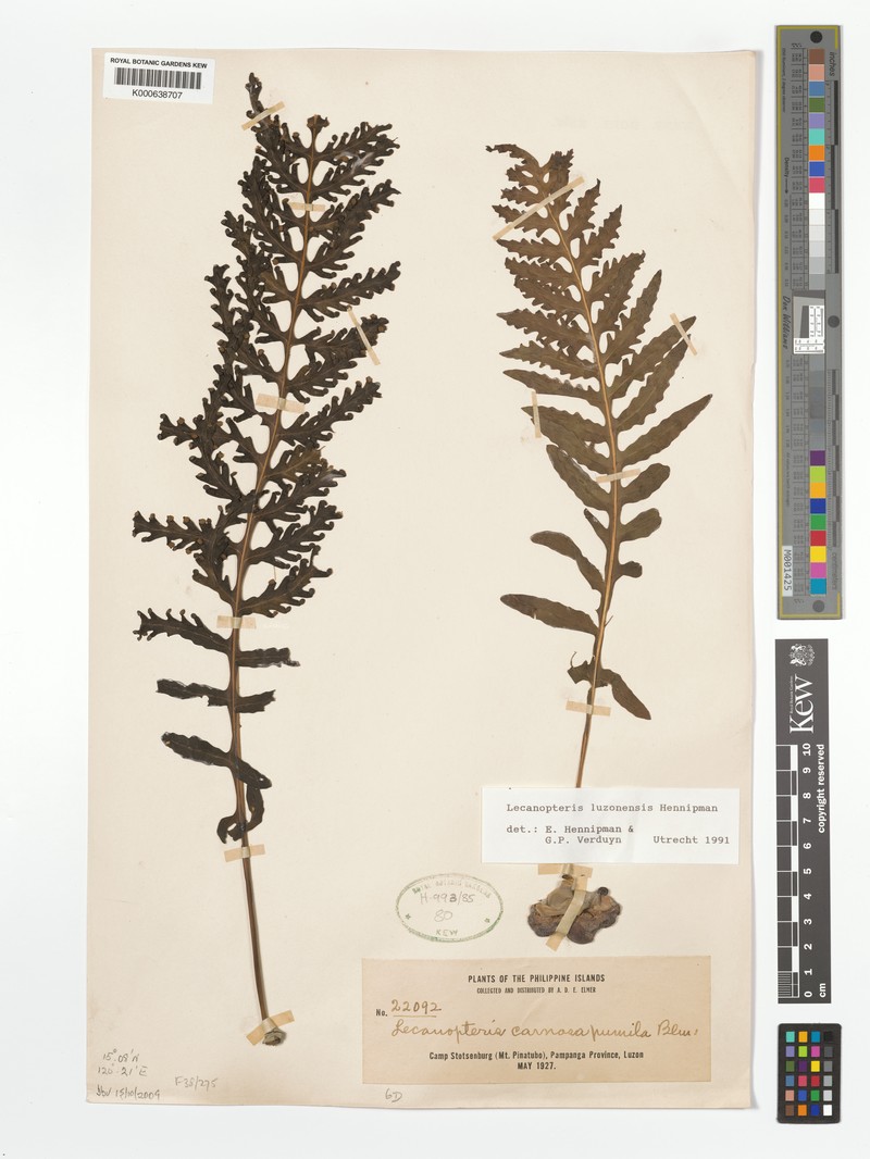 Lecanopteris luzonensis photo 2