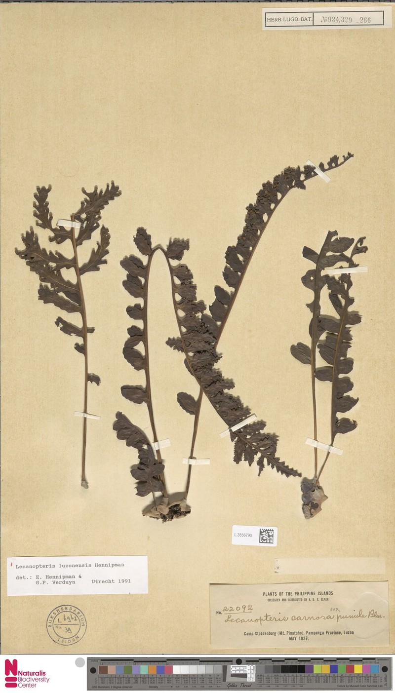 Lecanopteris luzonensis photo 3