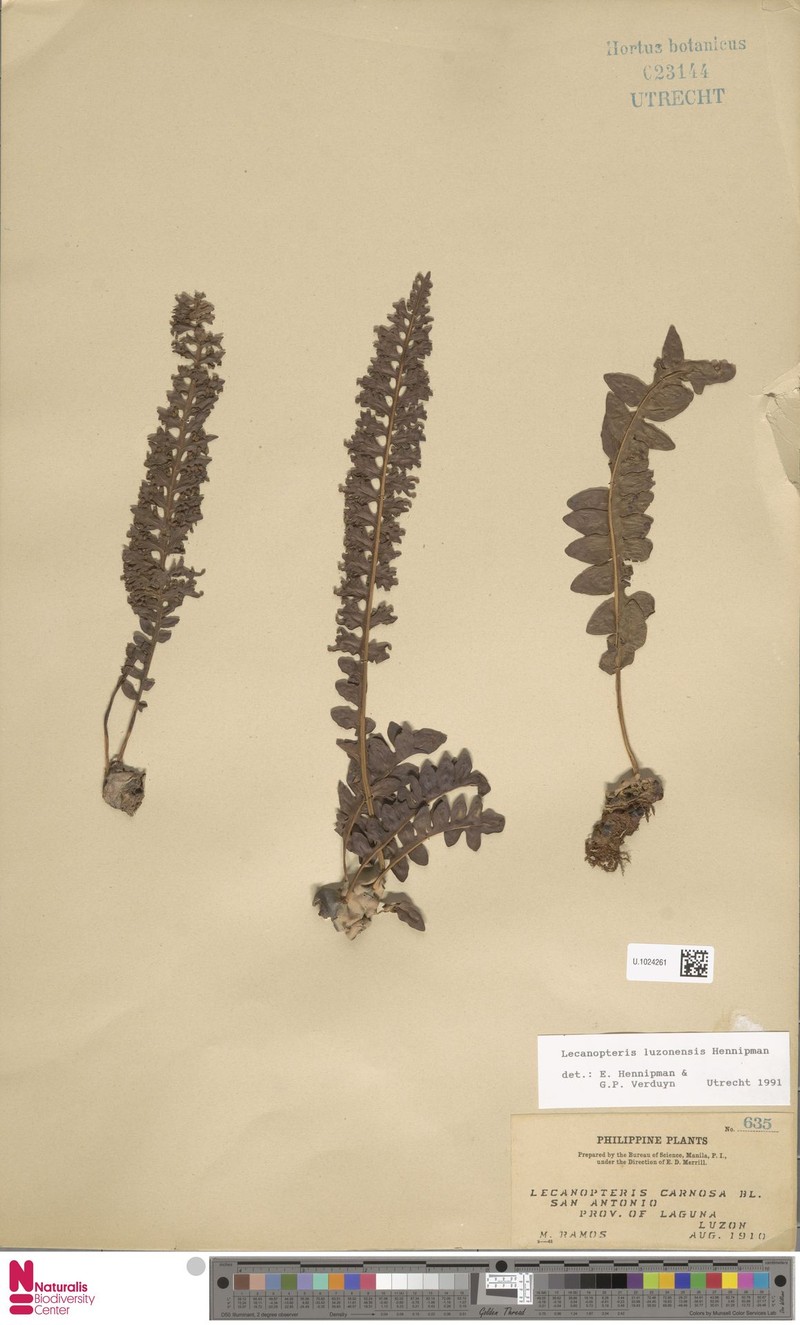 Lecanopteris luzonensis photo 4