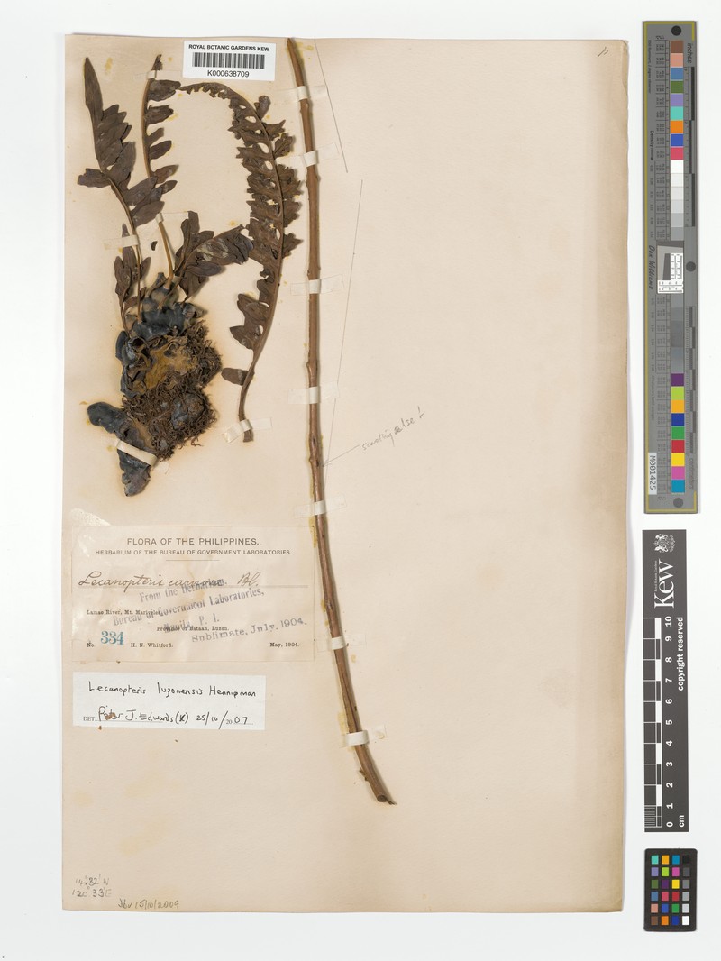 Lecanopteris luzonensis photo 5