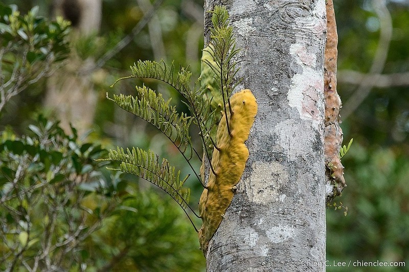 Lecanopteris mirabilis photo 2