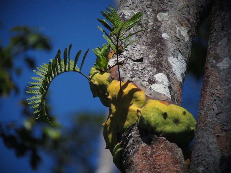 Lecanopteris mirabilis photo 3