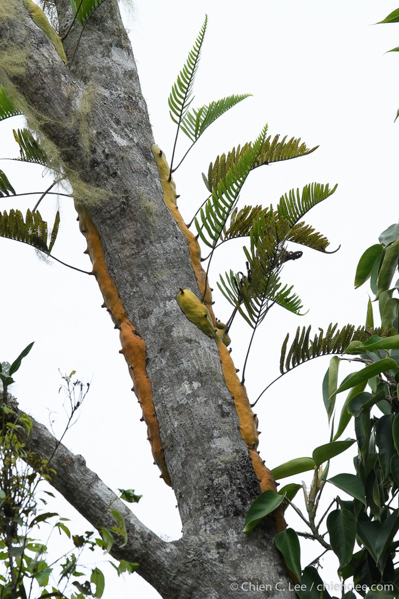 Lecanopteris mirabilis photo 4