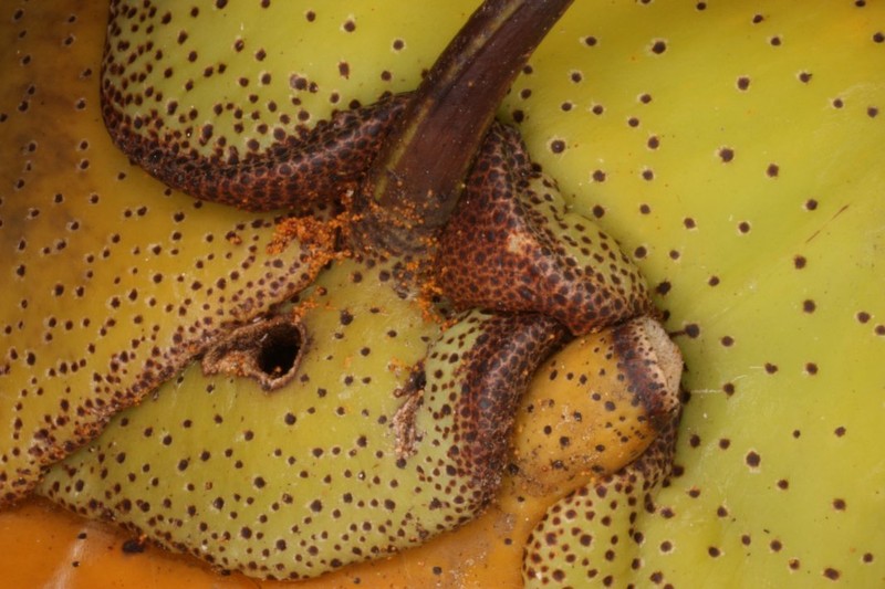 Lecanopteris mirabilis photo 5