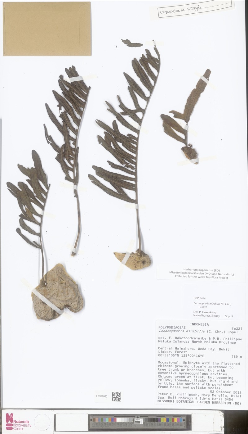 Lecanopteris mirabilis photo 6