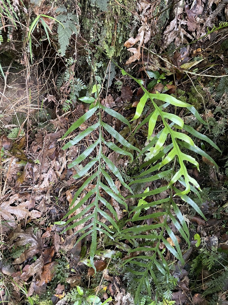 Lecanopteris novae-zealandiae