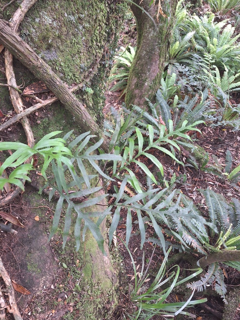 Lecanopteris novae-zealandiae photo 2