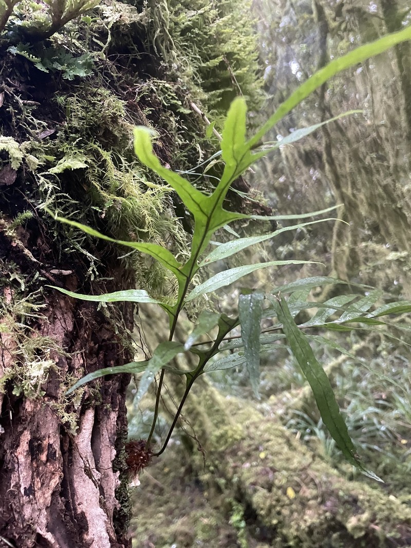 Lecanopteris novae-zealandiae photo 3