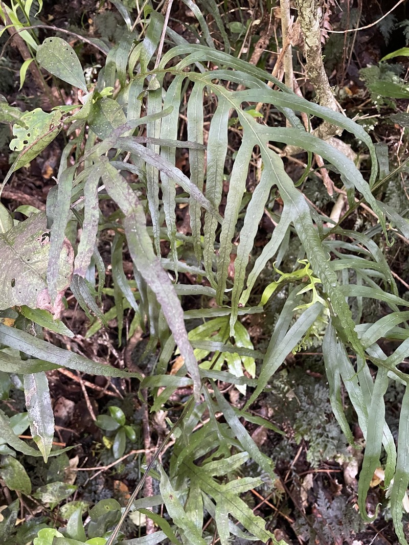 Lecanopteris novae-zealandiae photo 4