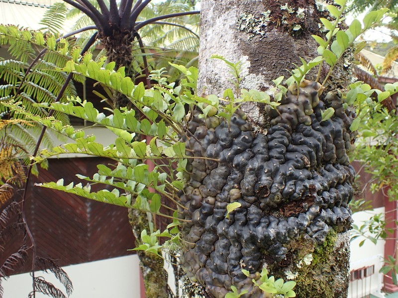 Lecanopteris pumila photo 2