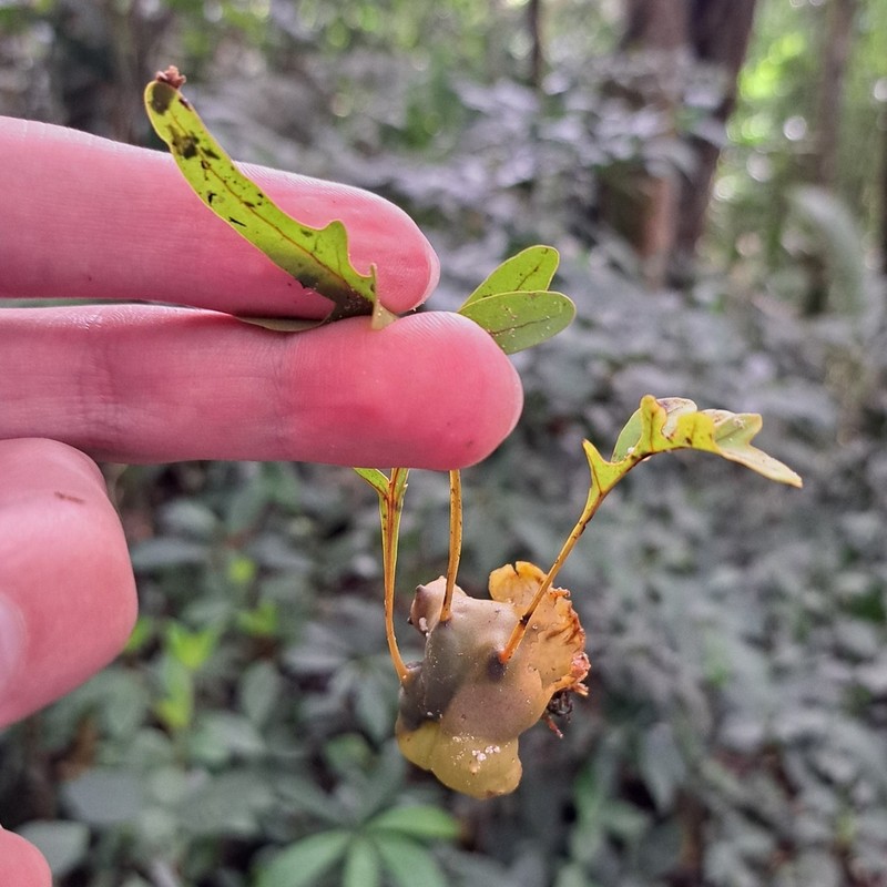 Lecanopteris pumila photo 3