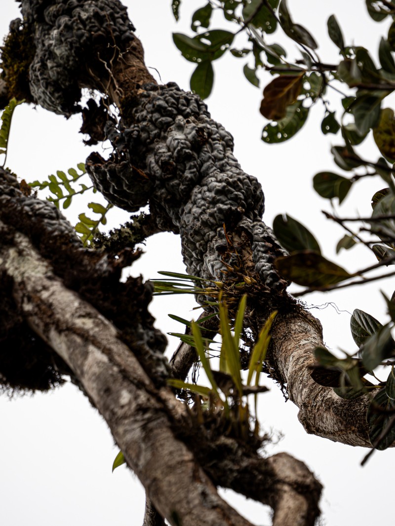 Lecanopteris pumila photo 4