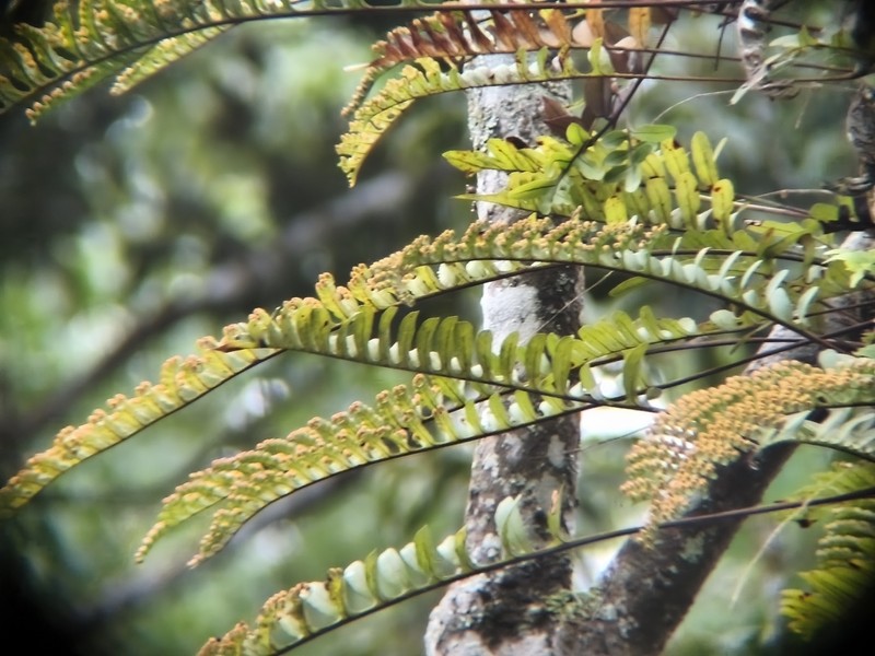 Lecanopteris pumila photo 6