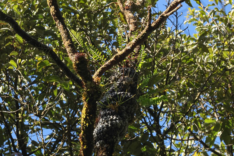 Lecanopteris pumila photo 8