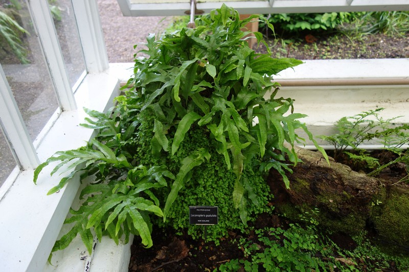 Lecanopteris pustulata