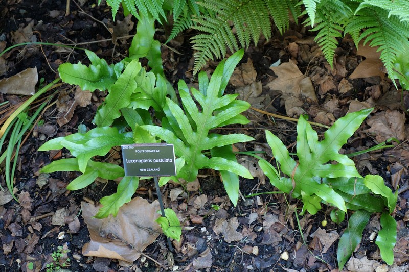Lecanopteris pustulata photo 6