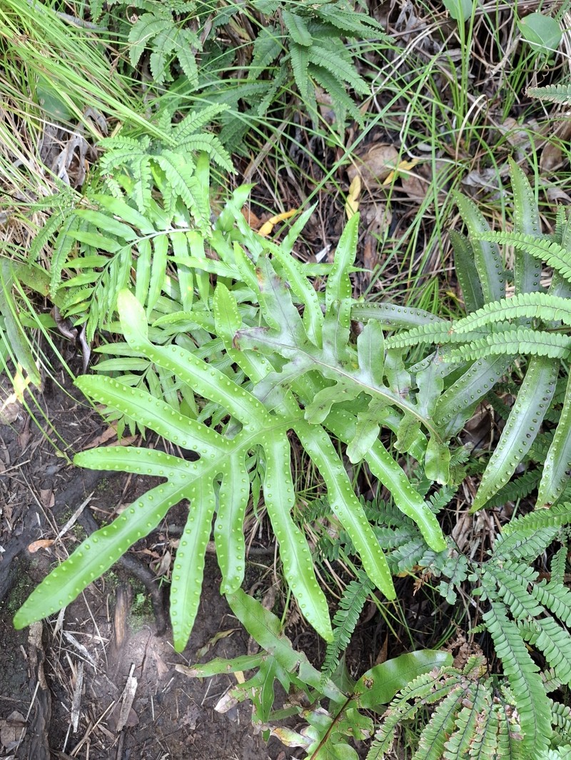 Lecanopteris pustulata subsp. howensis photo 2