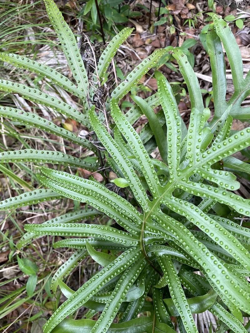 Lecanopteris pustulata subsp. howensis photo 3