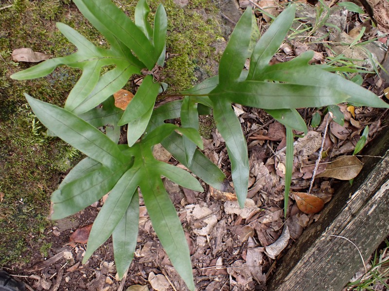 Lecanopteris pustulata subsp. howensis photo 4