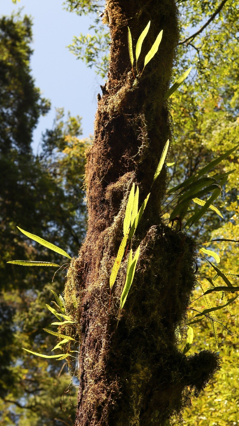 Lecanopteris pustulata subsp. pustulata